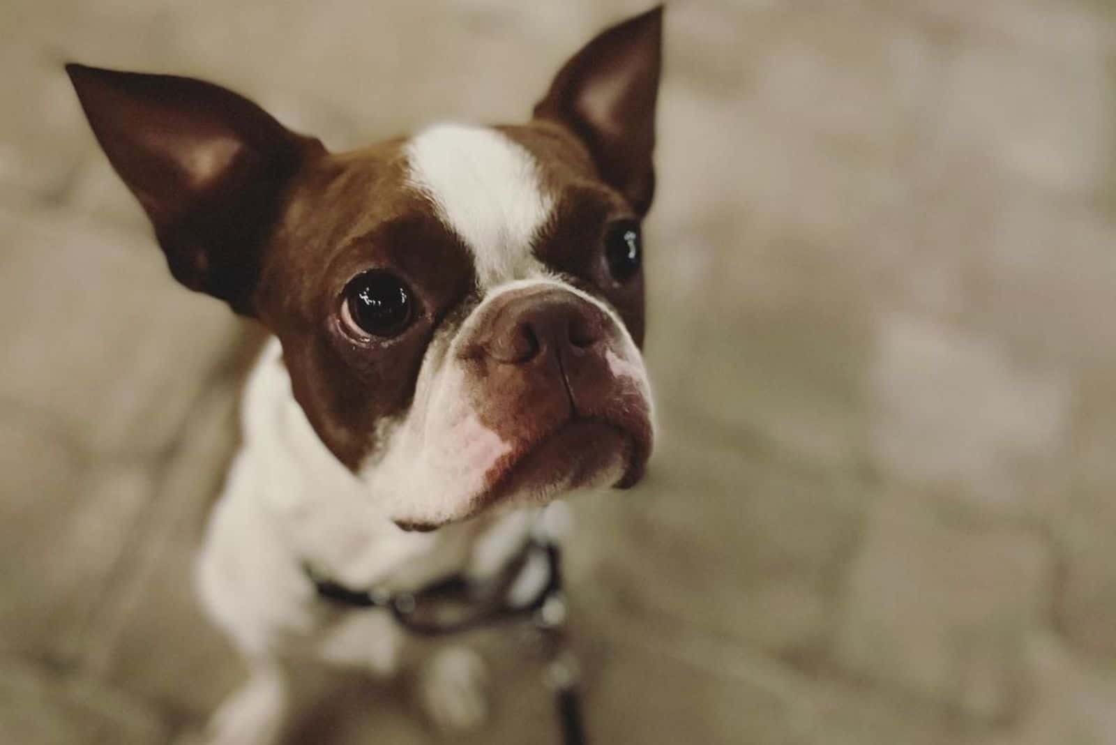 boston terrier rojo triste en casa