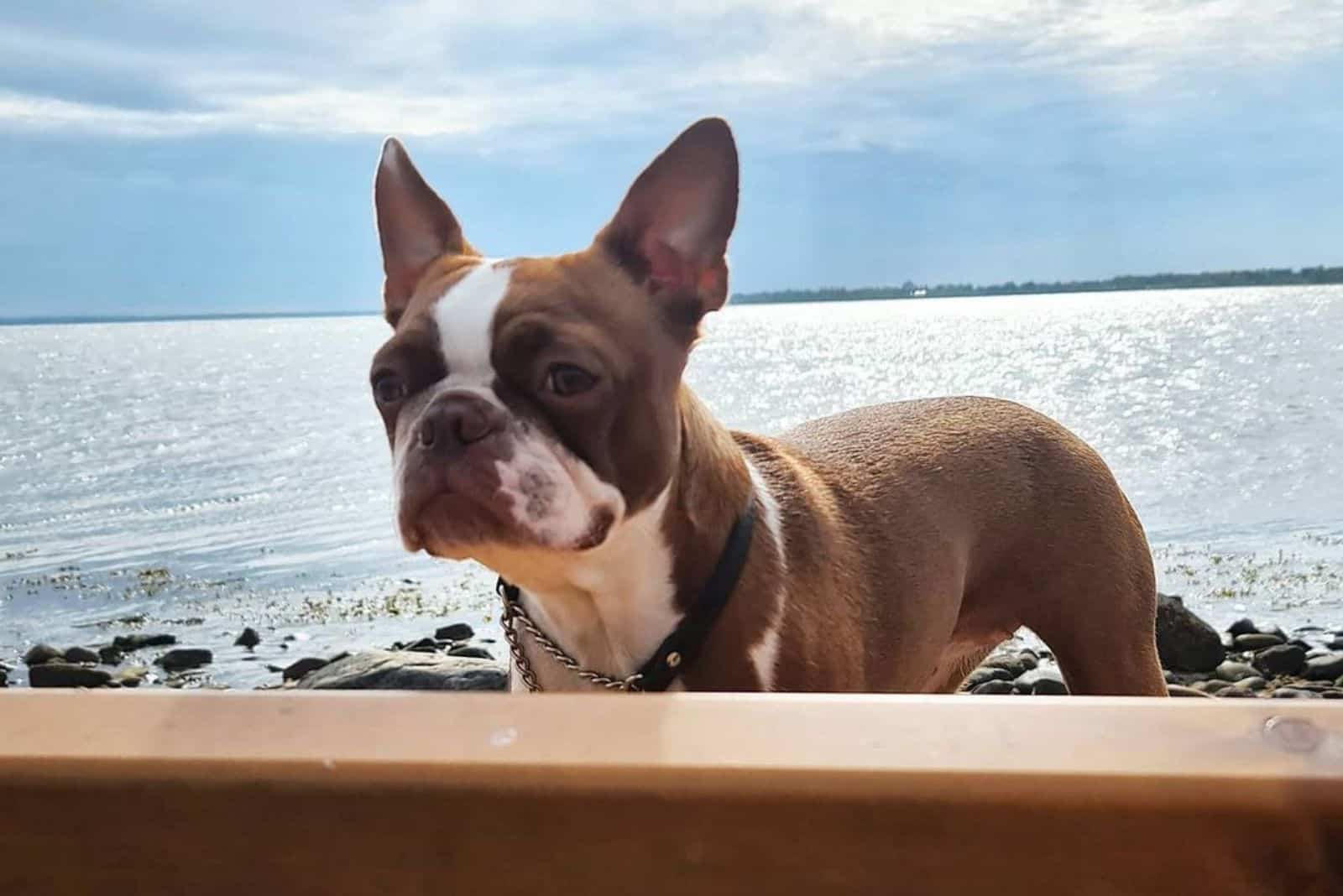 boston terrier rojo por el lago