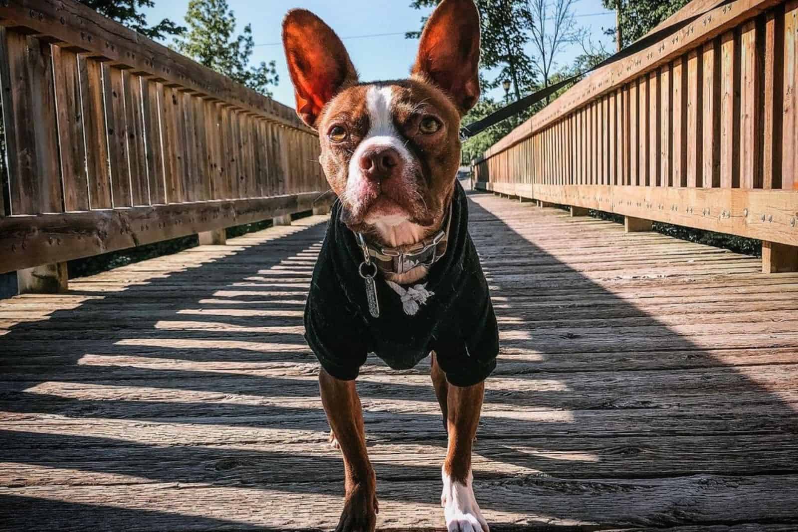 boston terrier rojo en la naturaleza