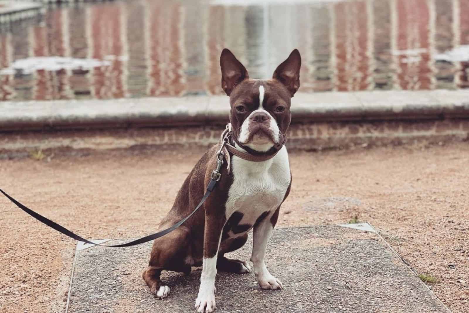 boston terrier rojo posando