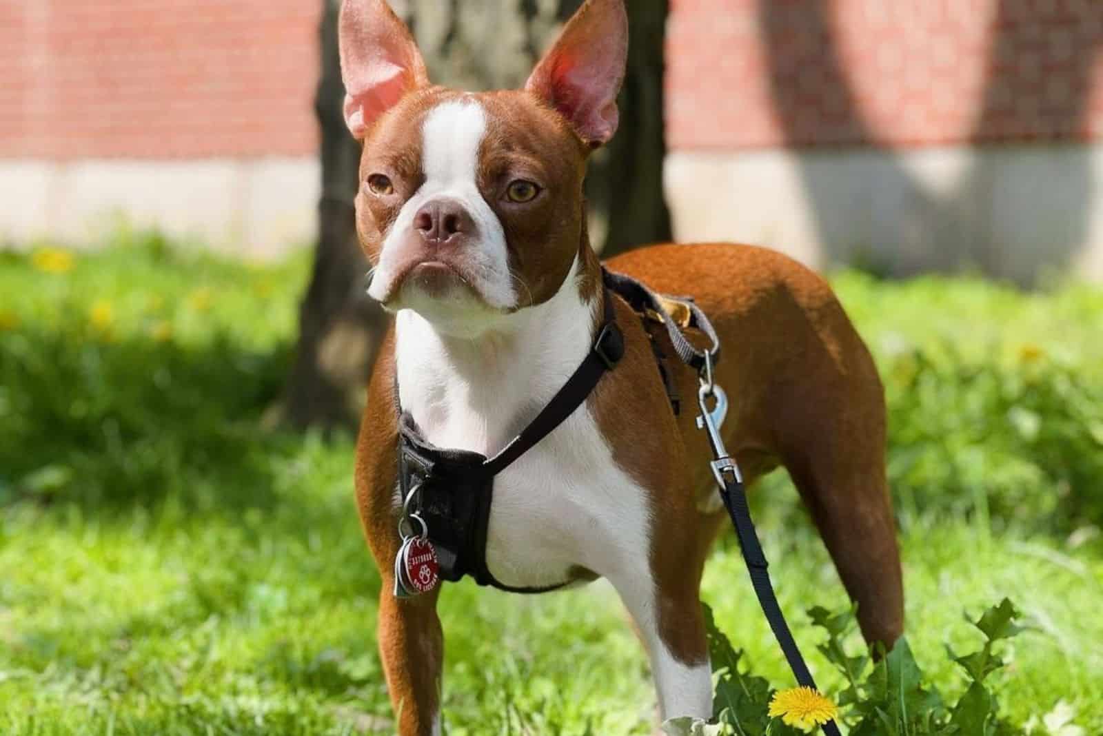 boston terrier rojo