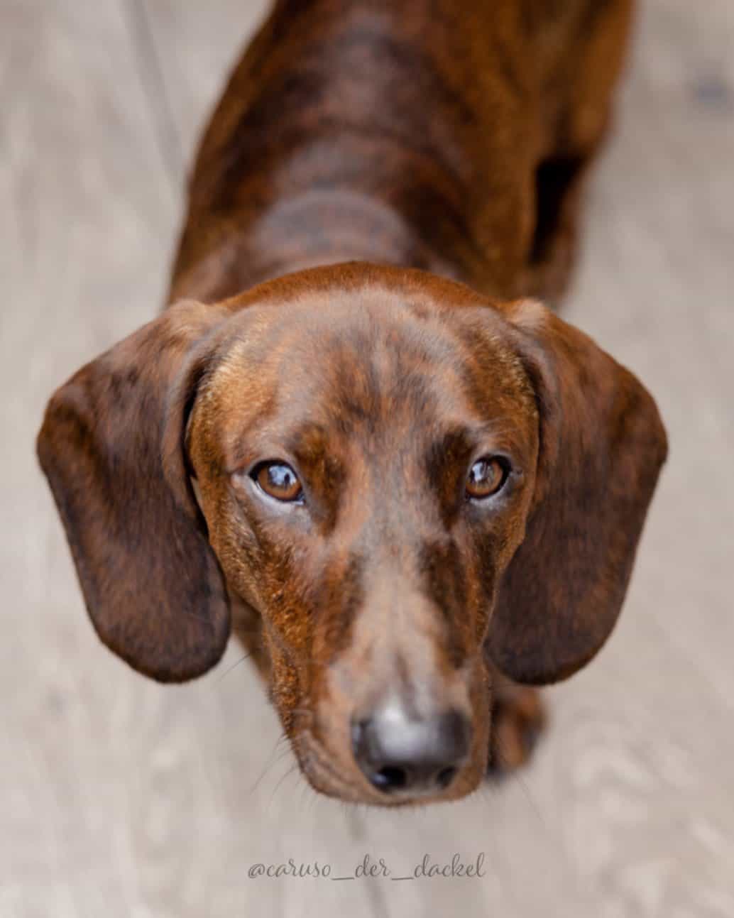 dachshund atigrado rojo