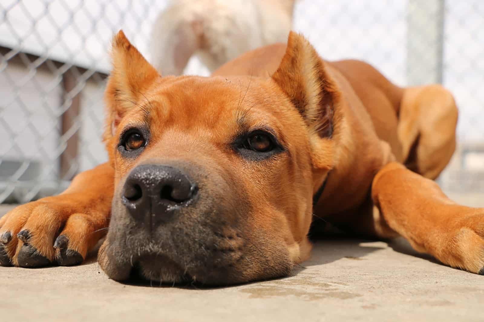 cachorro cane corso rojo con orejas cortadas