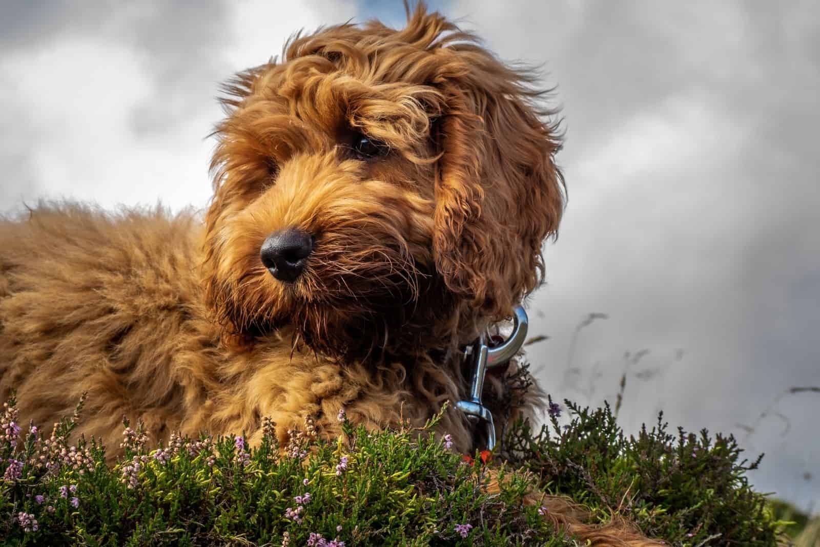 cachorro de cockapoo rojo sentado en un ángulo bajo