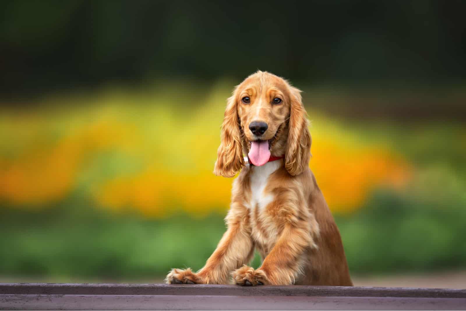 Cocker Spaniel rojo