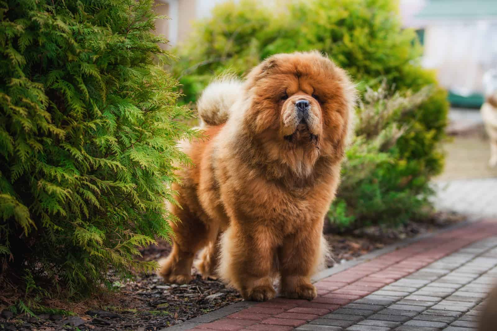 perro chow chow rojo