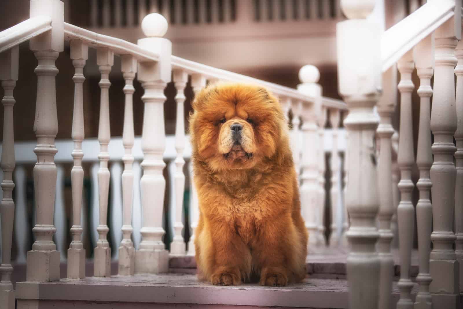 perro chow chow rojo