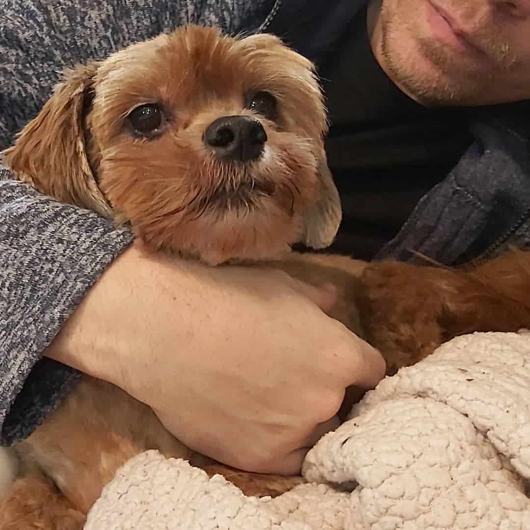 Lhasa Apso oro rojo en los brazos de un hombre