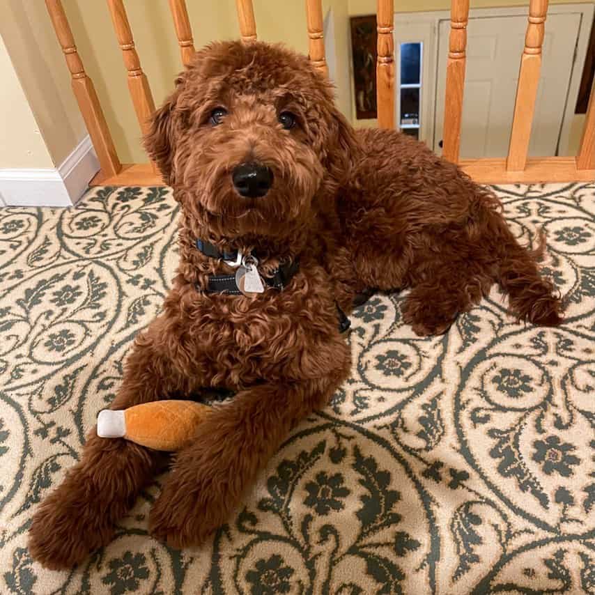 Goldendoodle rojo