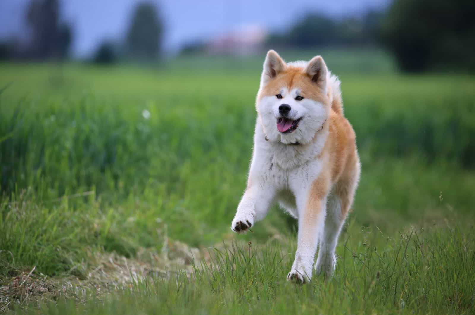 chico rojo de akita corriendo junto a un campo verde