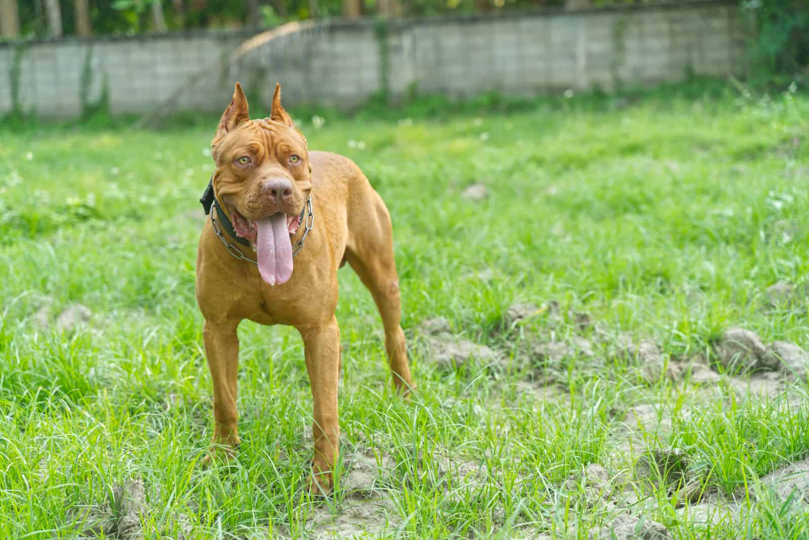 pitbull terrier americano nariz roja en un prado verde