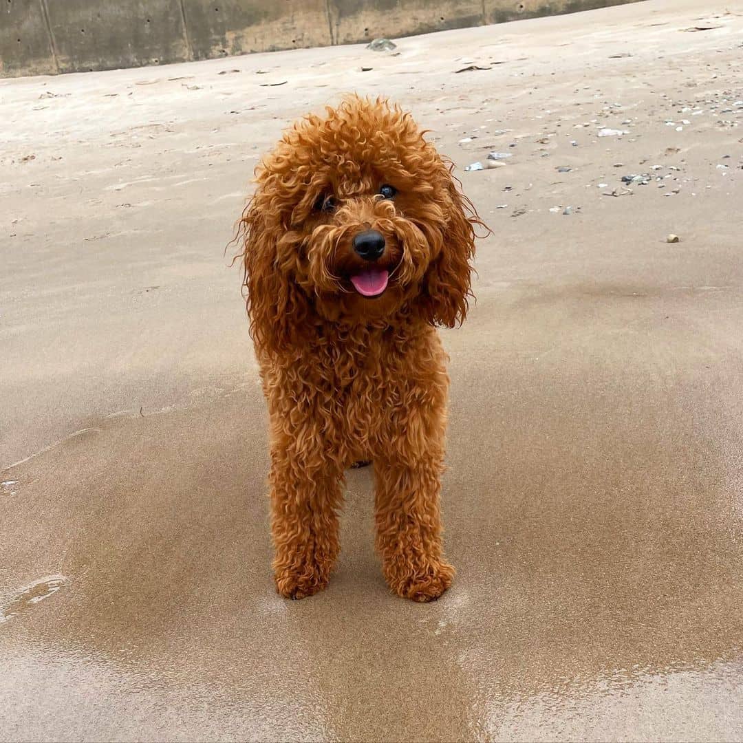 caniche rojo en la playa