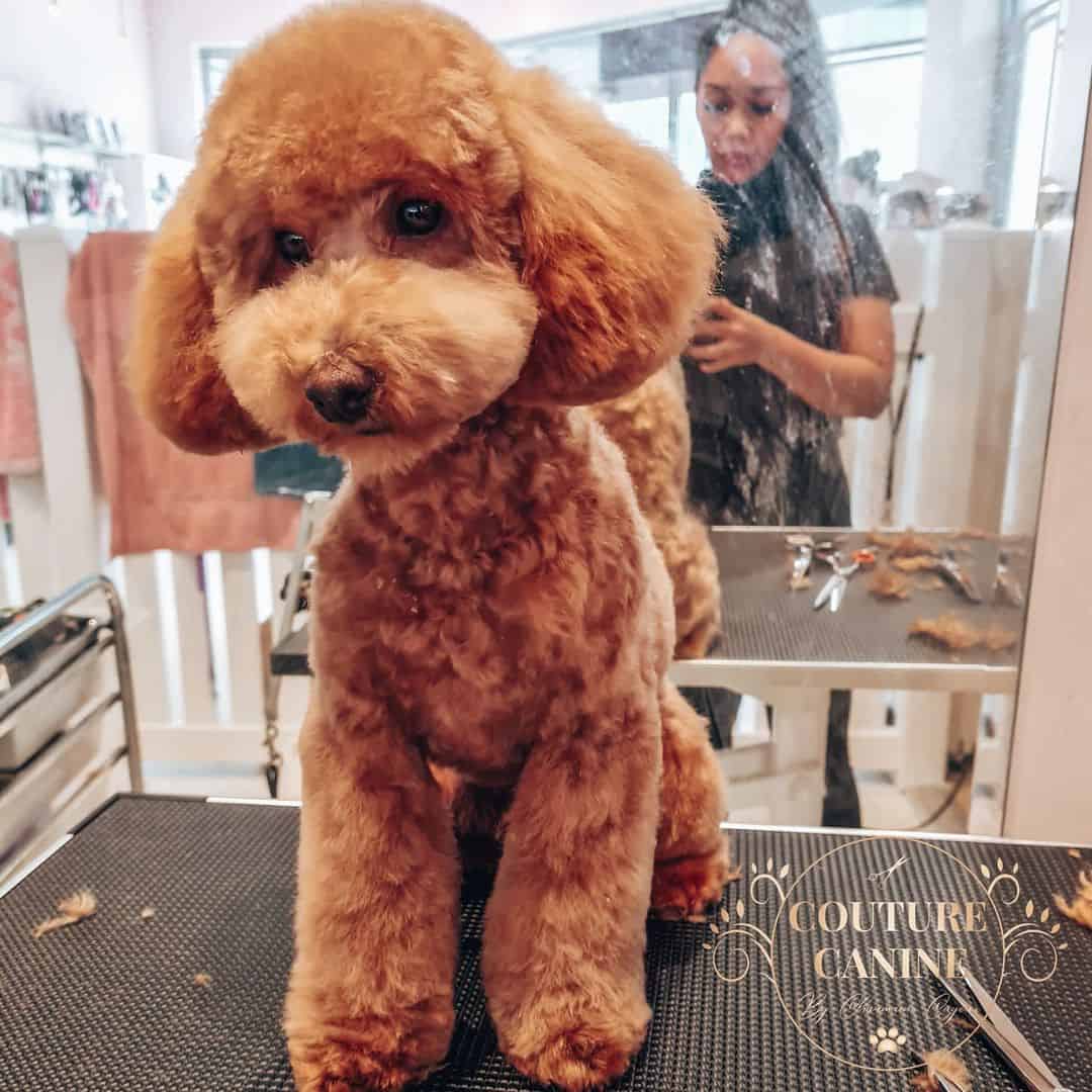 corte de oso de peluche caniche rojo