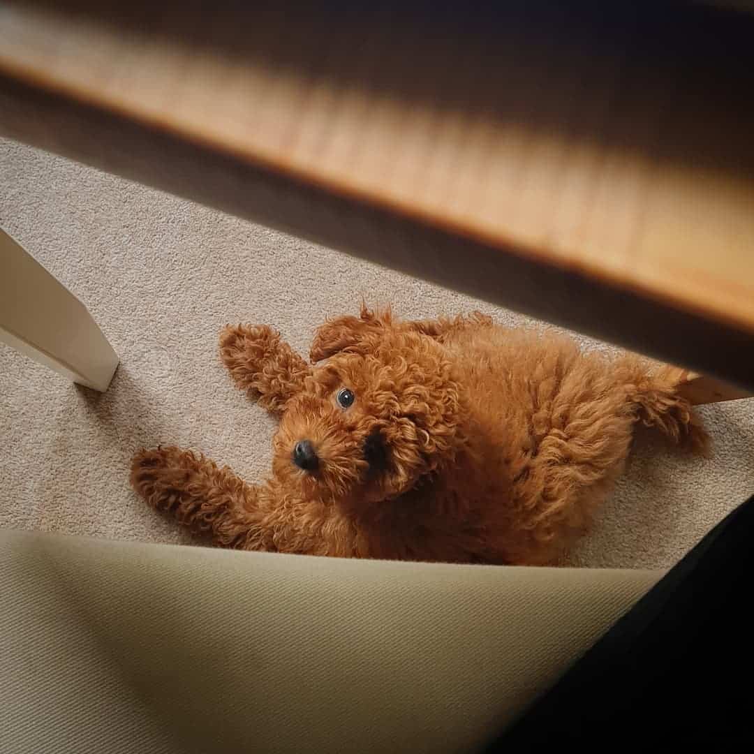 caniche rojo bajo la mesa