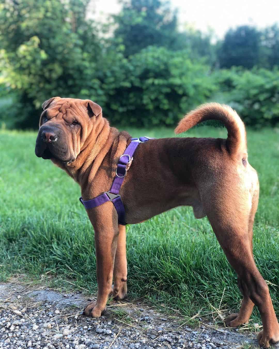 shar pei rojo
