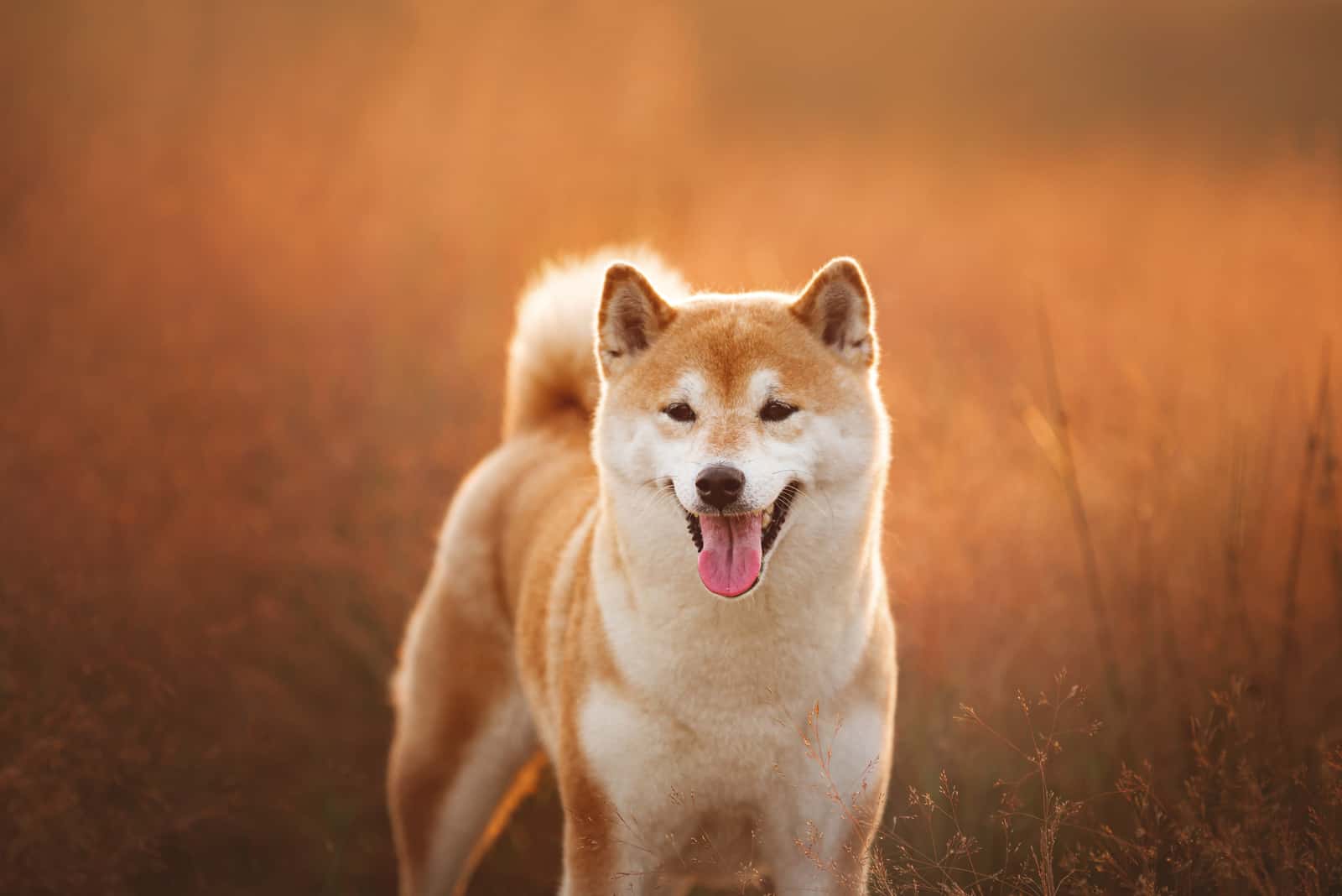 shiba inu rojo de pie en prado