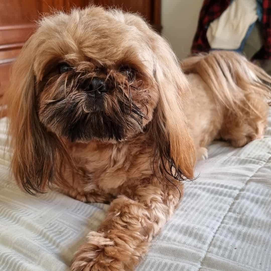 shih tzu rojo