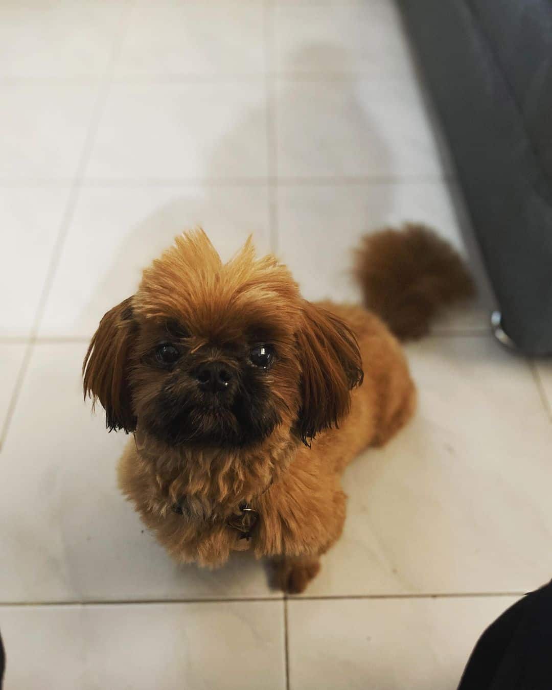 perro shih tzu rojo