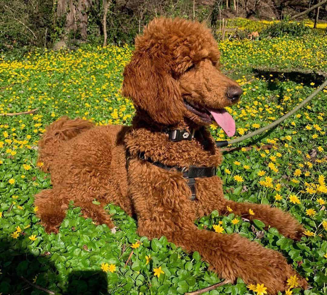 caniche estándar rojo