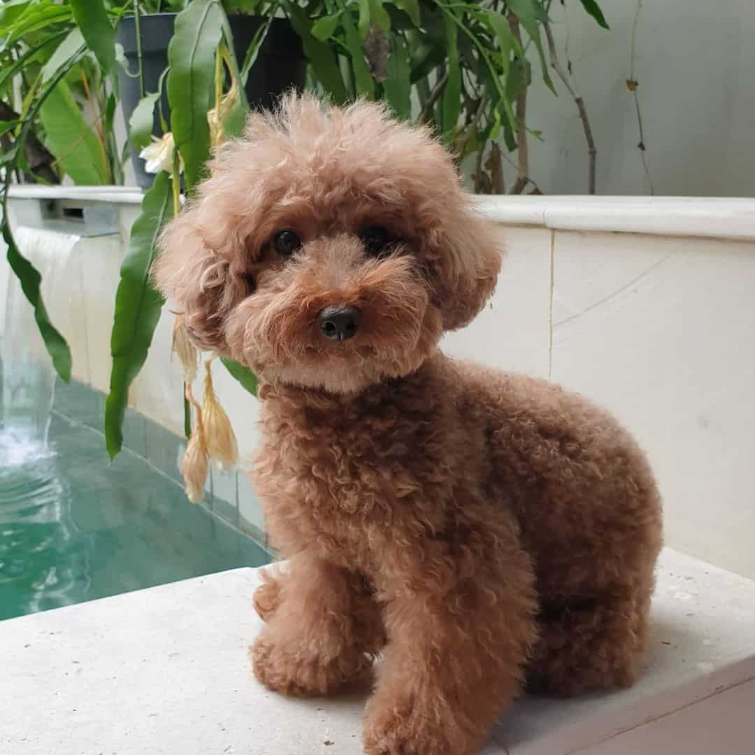 caniche toy rojo