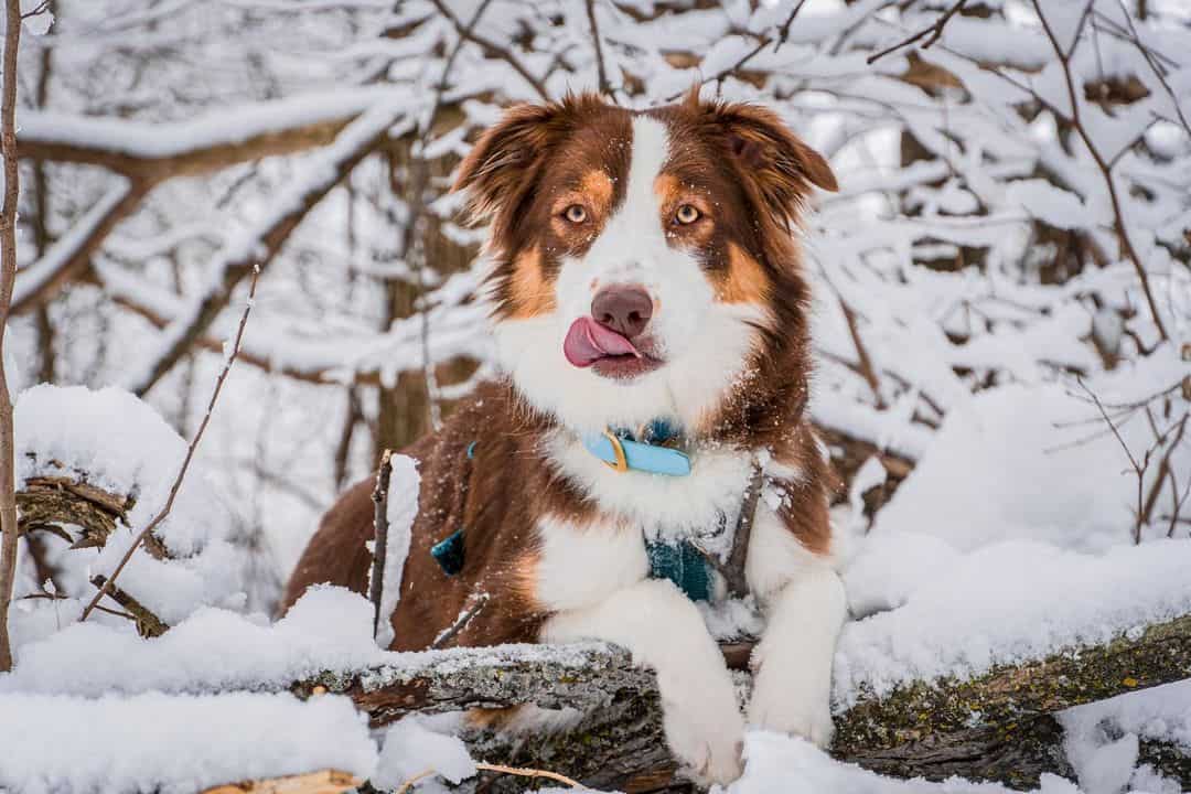 pastor australiano rojo tricolor en la nieve