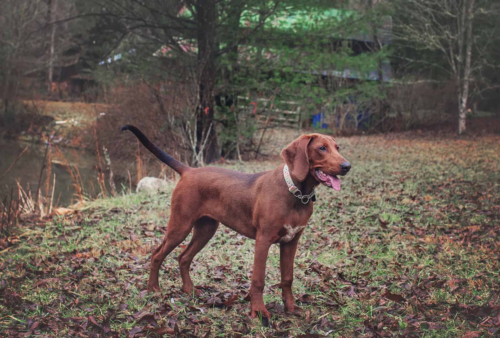 Redbone Coonhound de pie junto al estanque