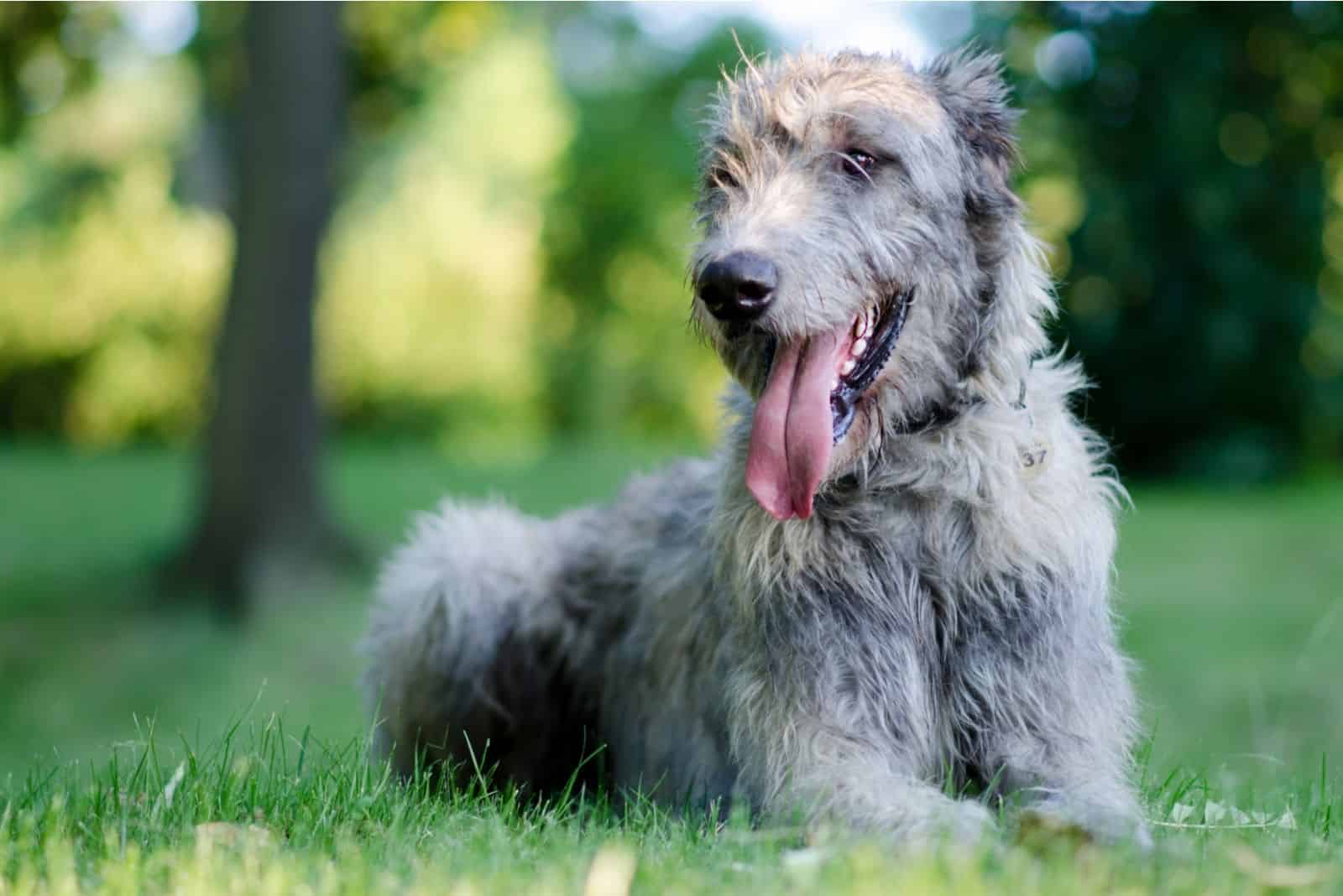 lobo irlandés descansando en el parque con la lengua afuera