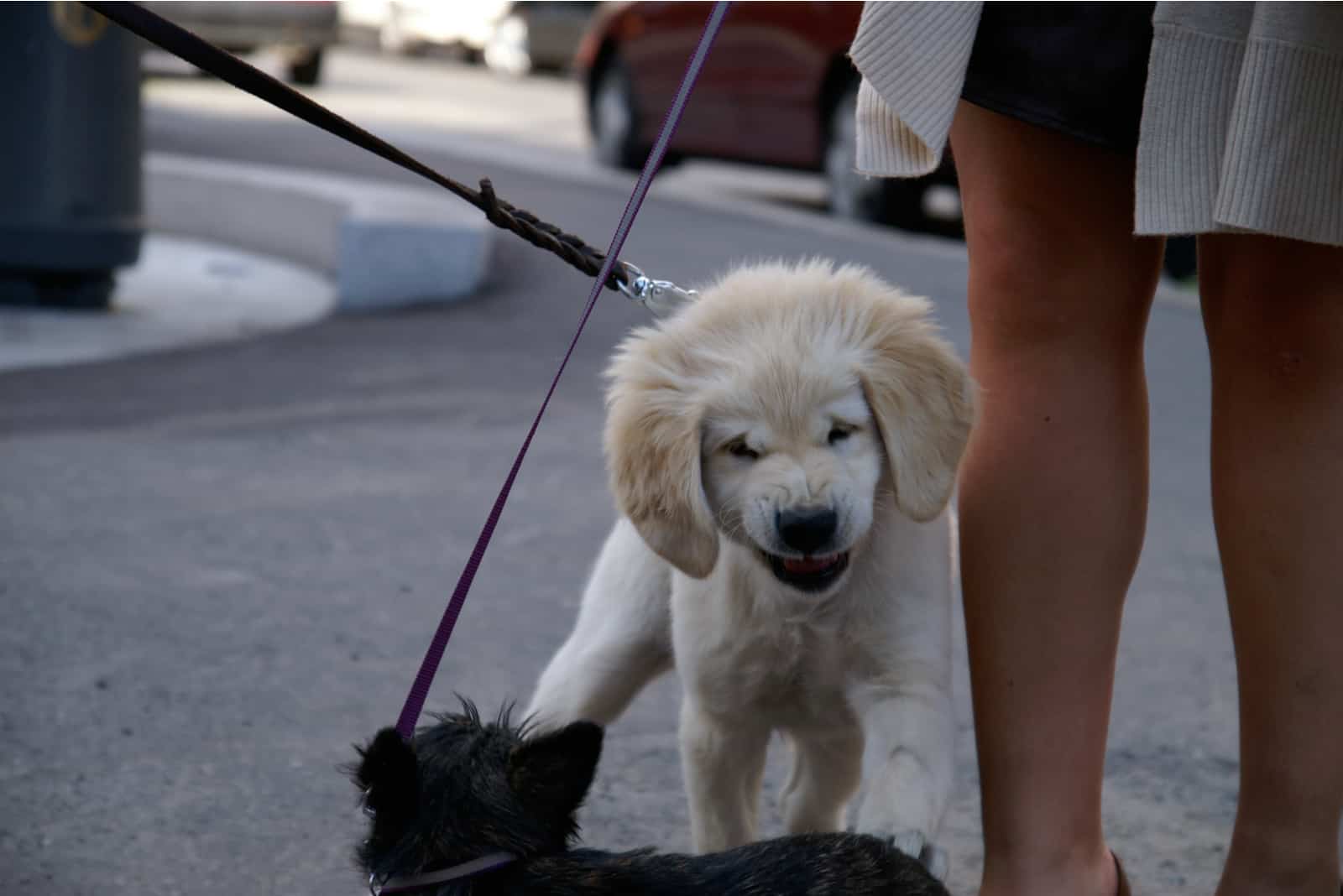 cachorro de retriever gruñe agresivamente a otro perro