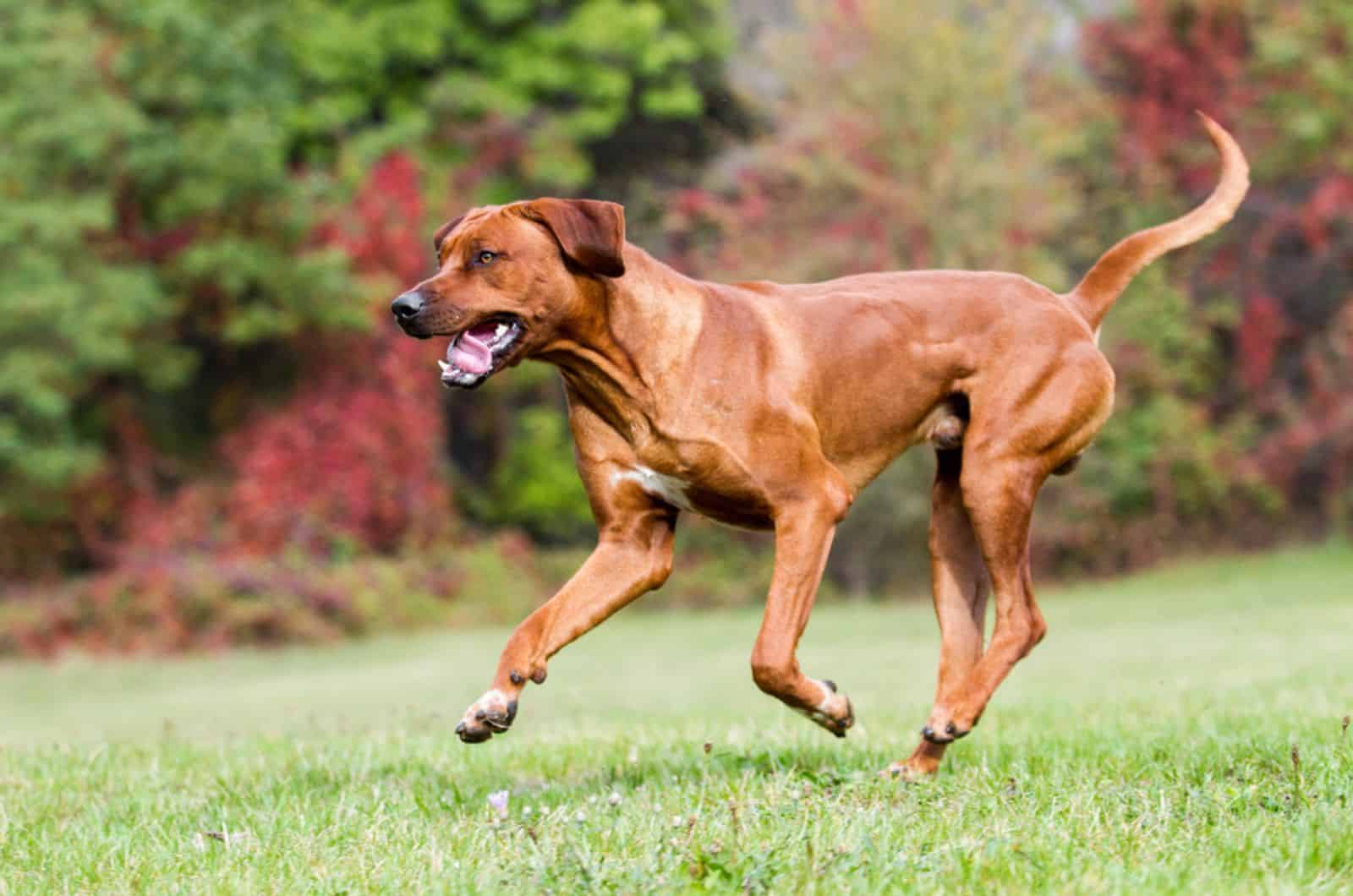 ridgeback de rodesia