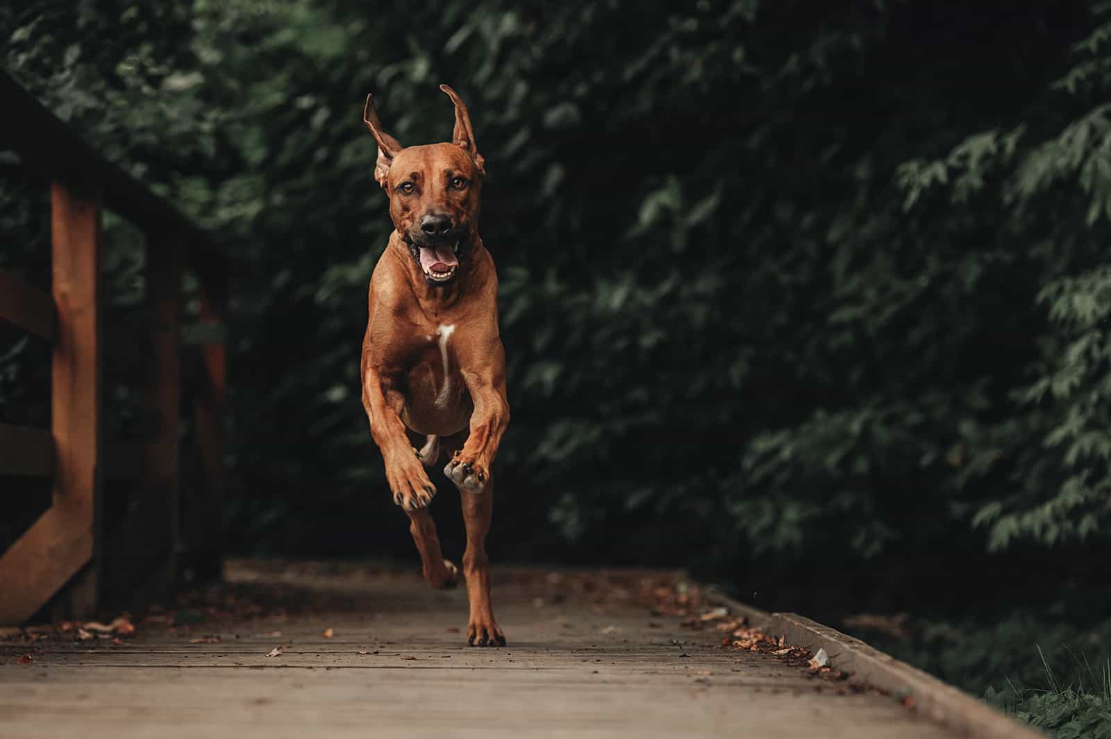 Rhodesian Ridgeback corriendo
