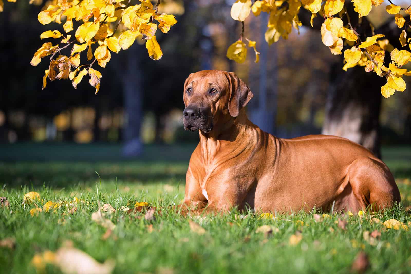 perro ridgeback de rodesia sentado en el césped