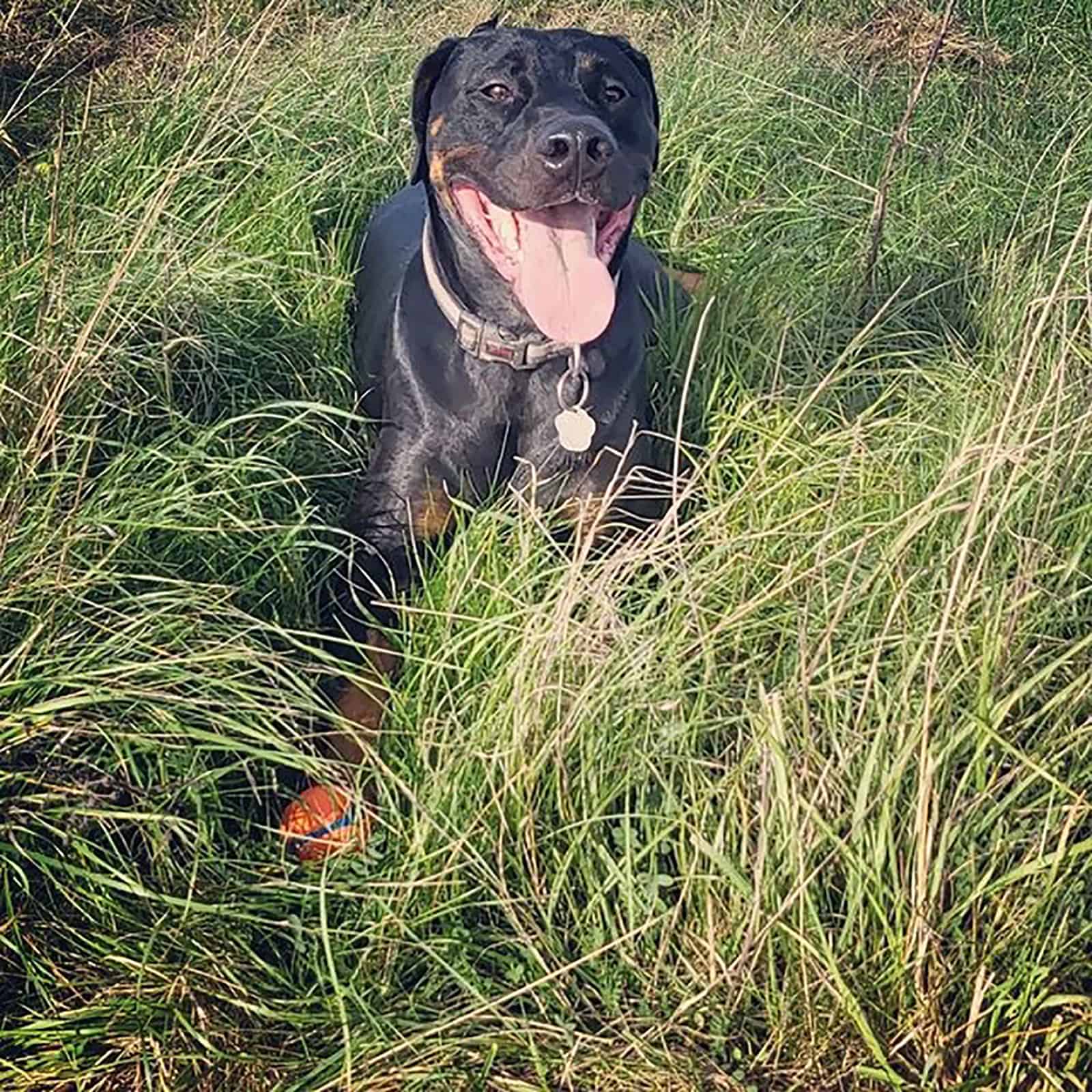 rotterman perro de pie en el campo