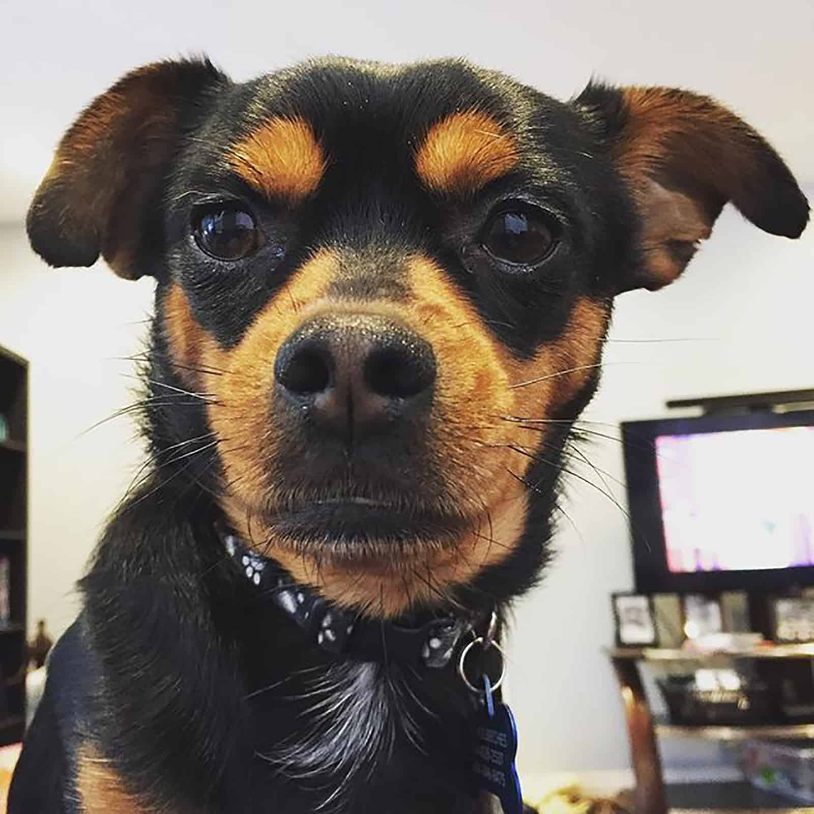 rotthuahua mix perro en puertas