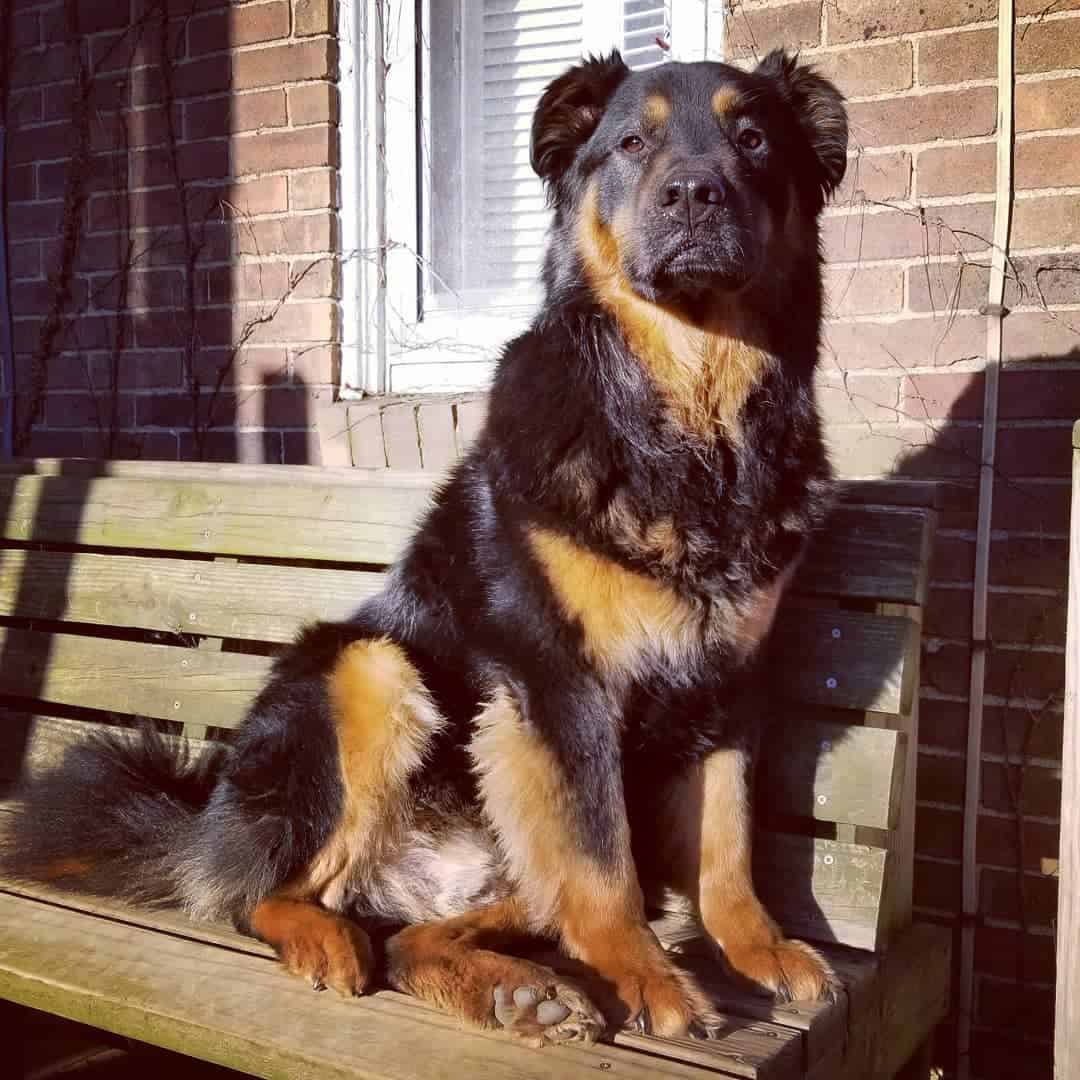 mezcla de rottie con chow
