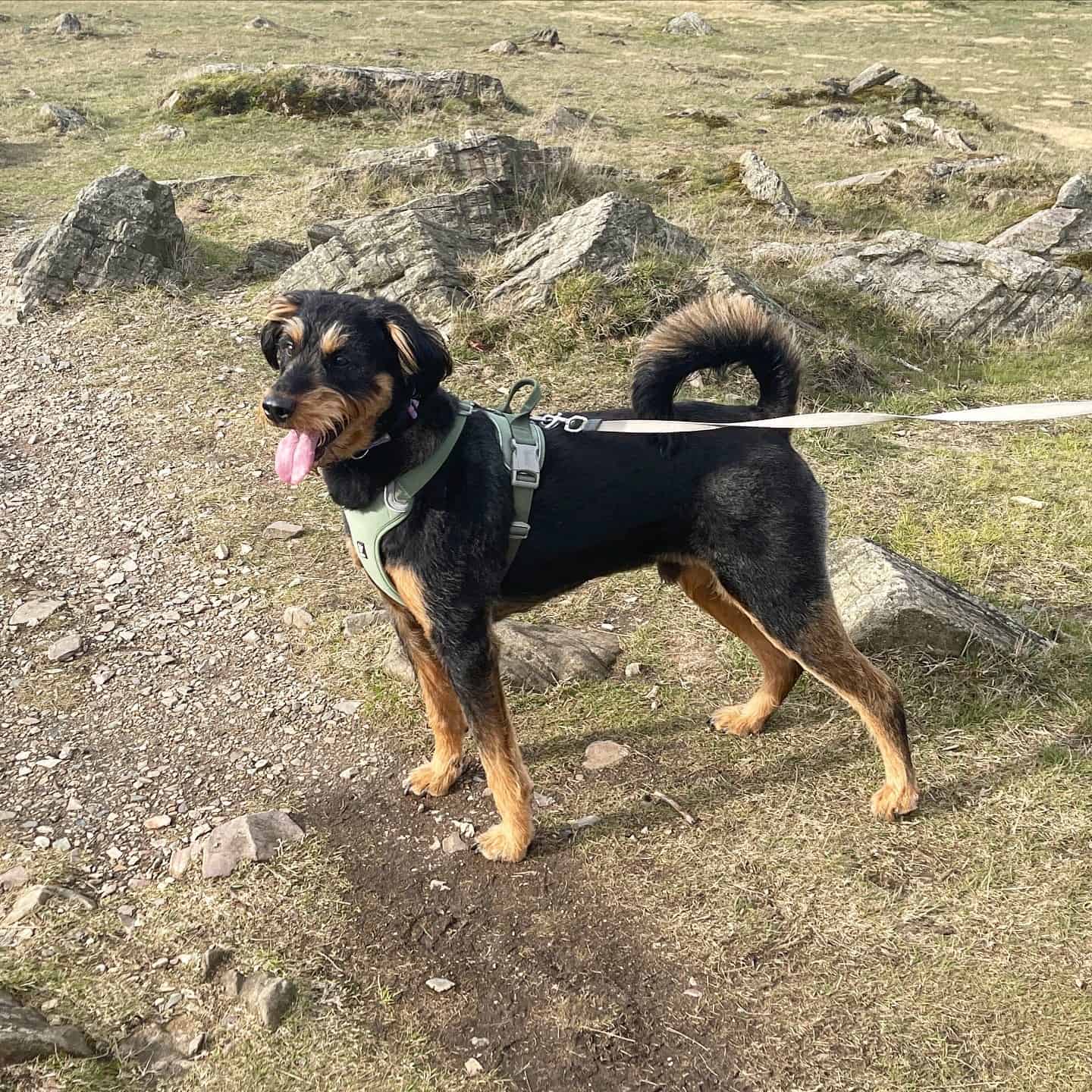 perro rottie doodle en un paseo