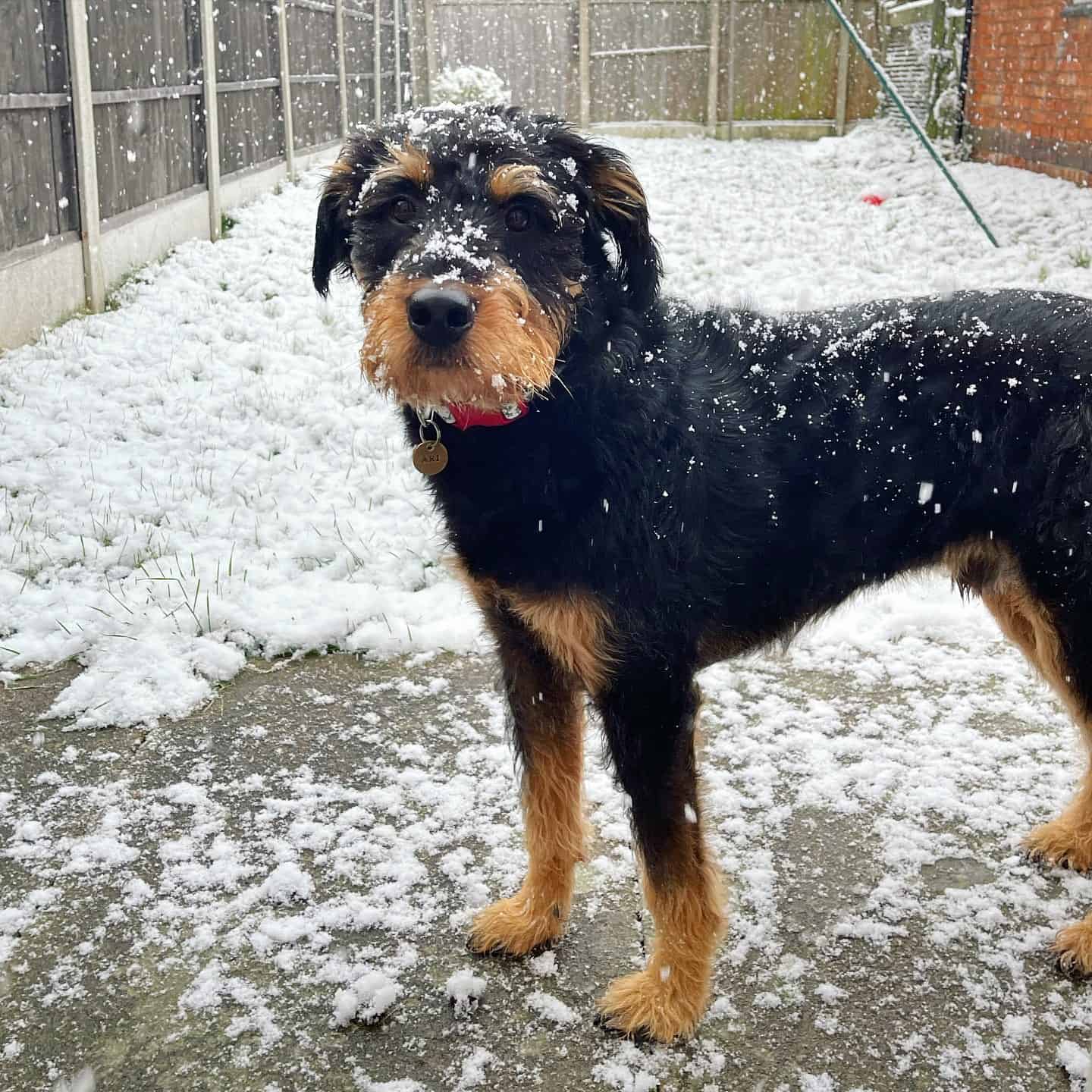 rottie doodle en la nieve