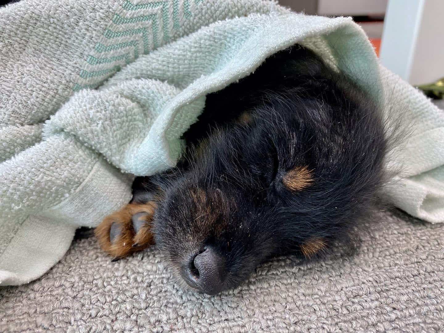 rottie doodle durmiendo