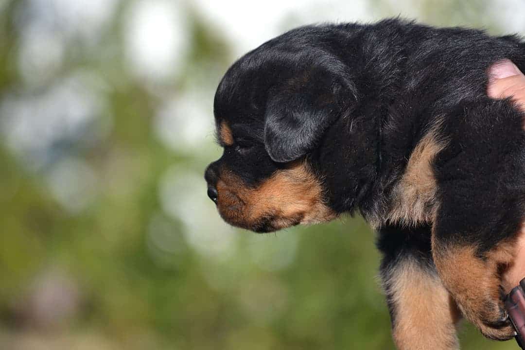 perfil lateral de cachorro rottie