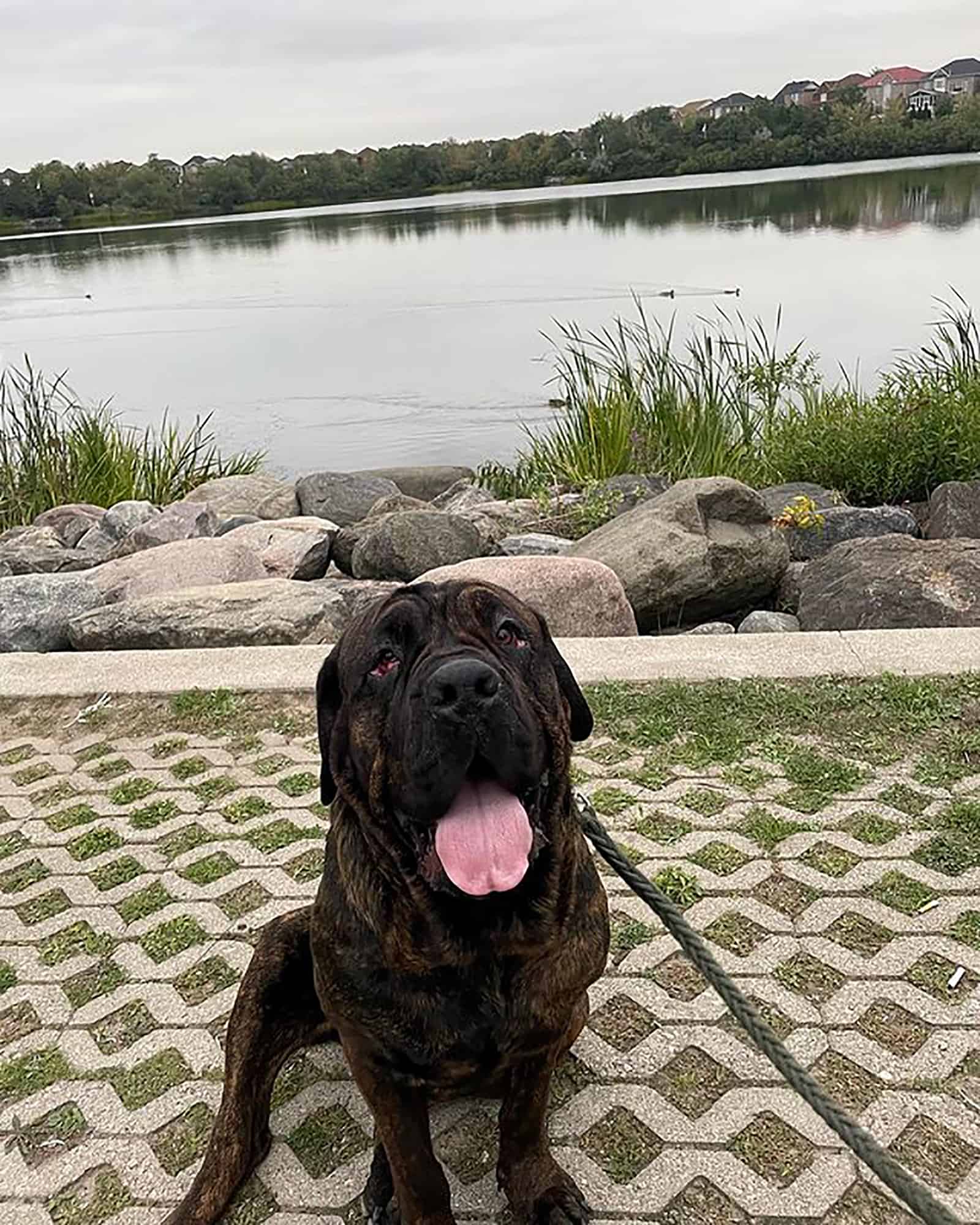 rottiecorso sentado cerca del lago
