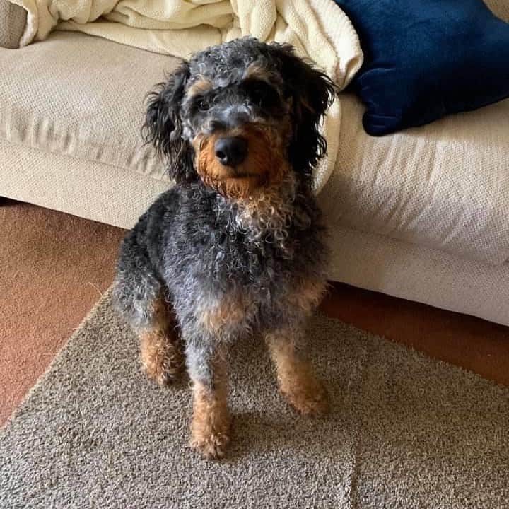 cachorro rottiepoo