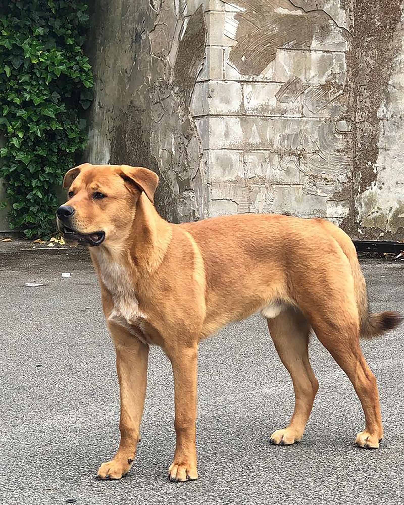rottita mix perro de pie al aire libre