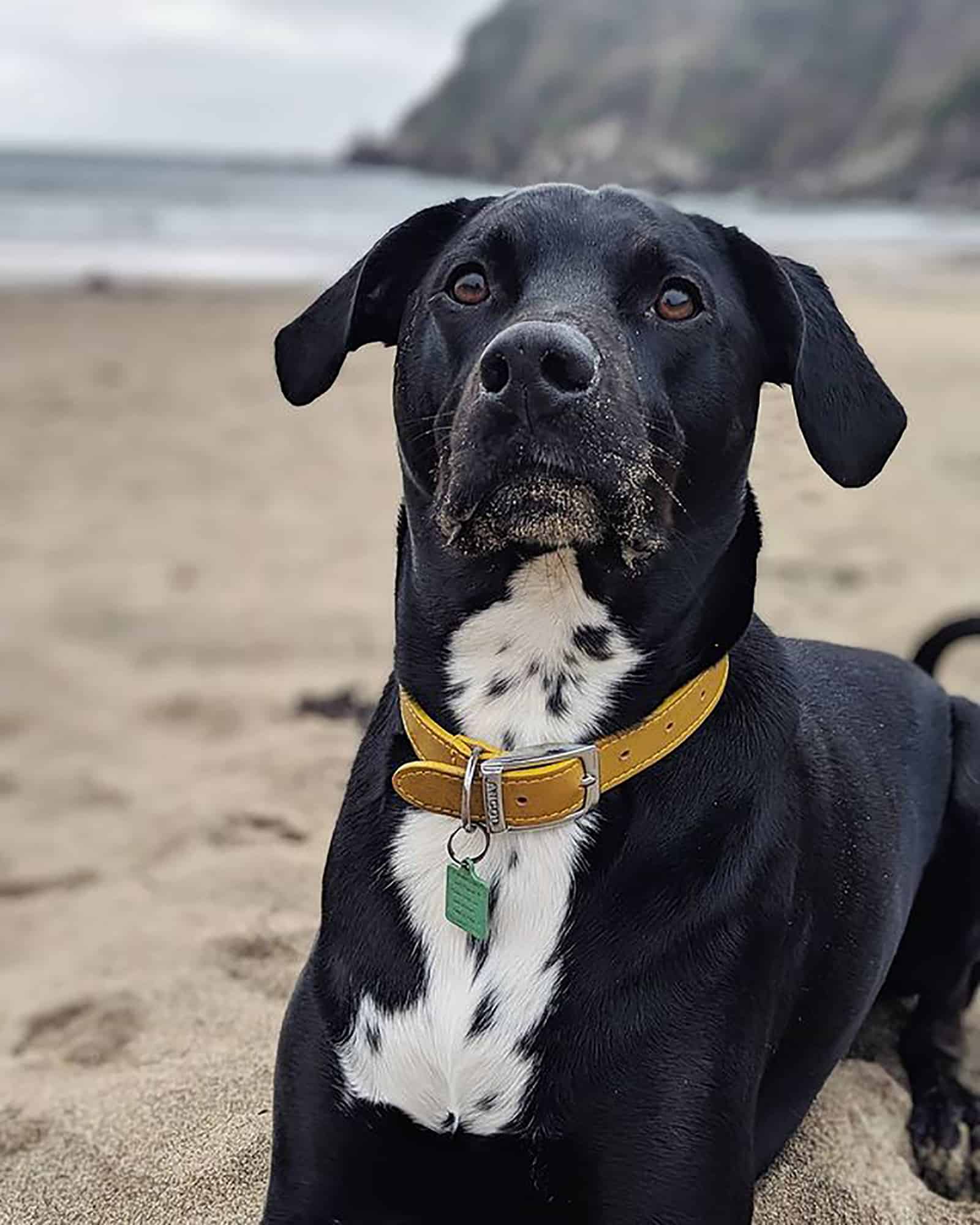 rottmatian mix perro en la playa