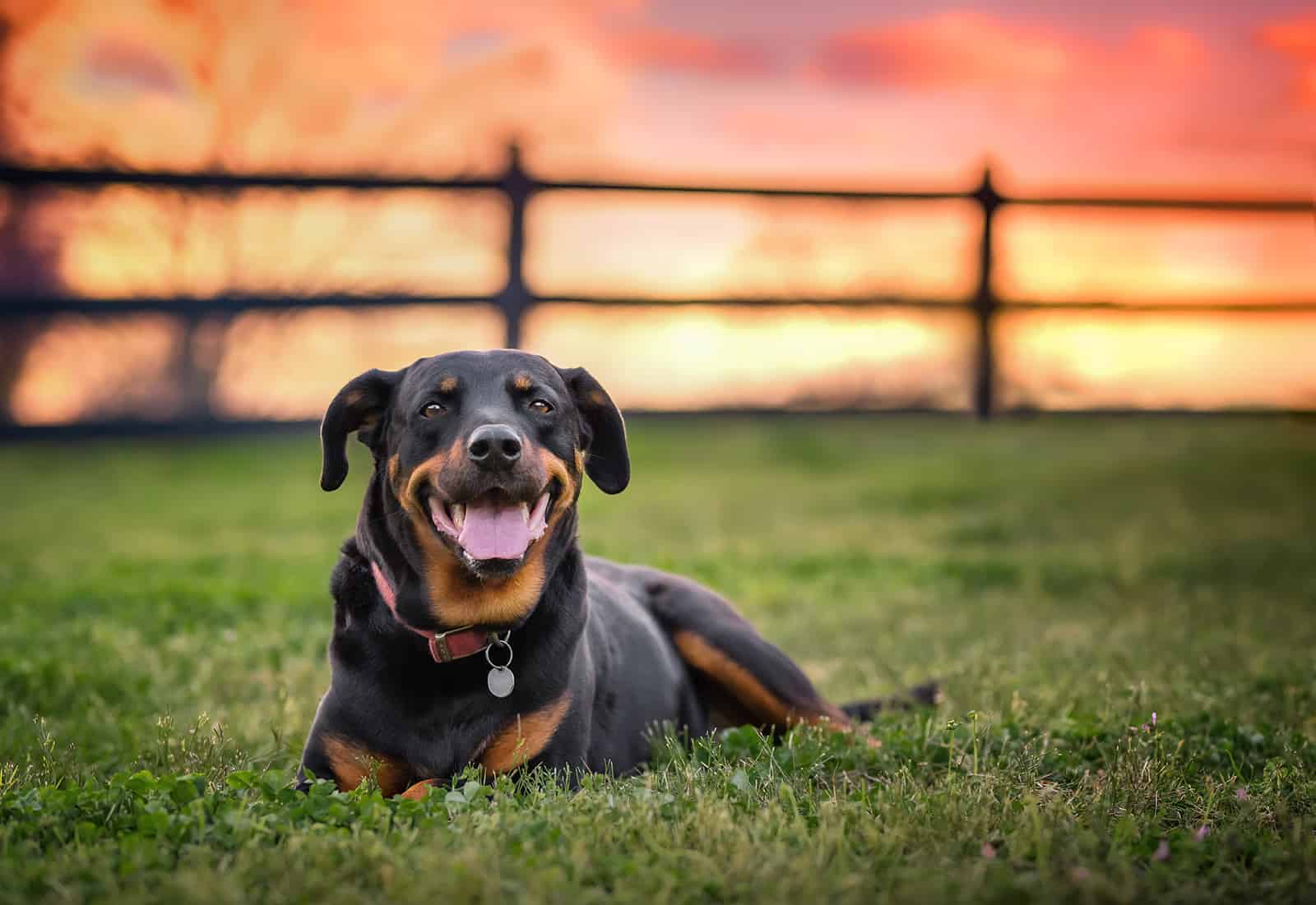 Rottweiler tumbado en el césped al atardecer