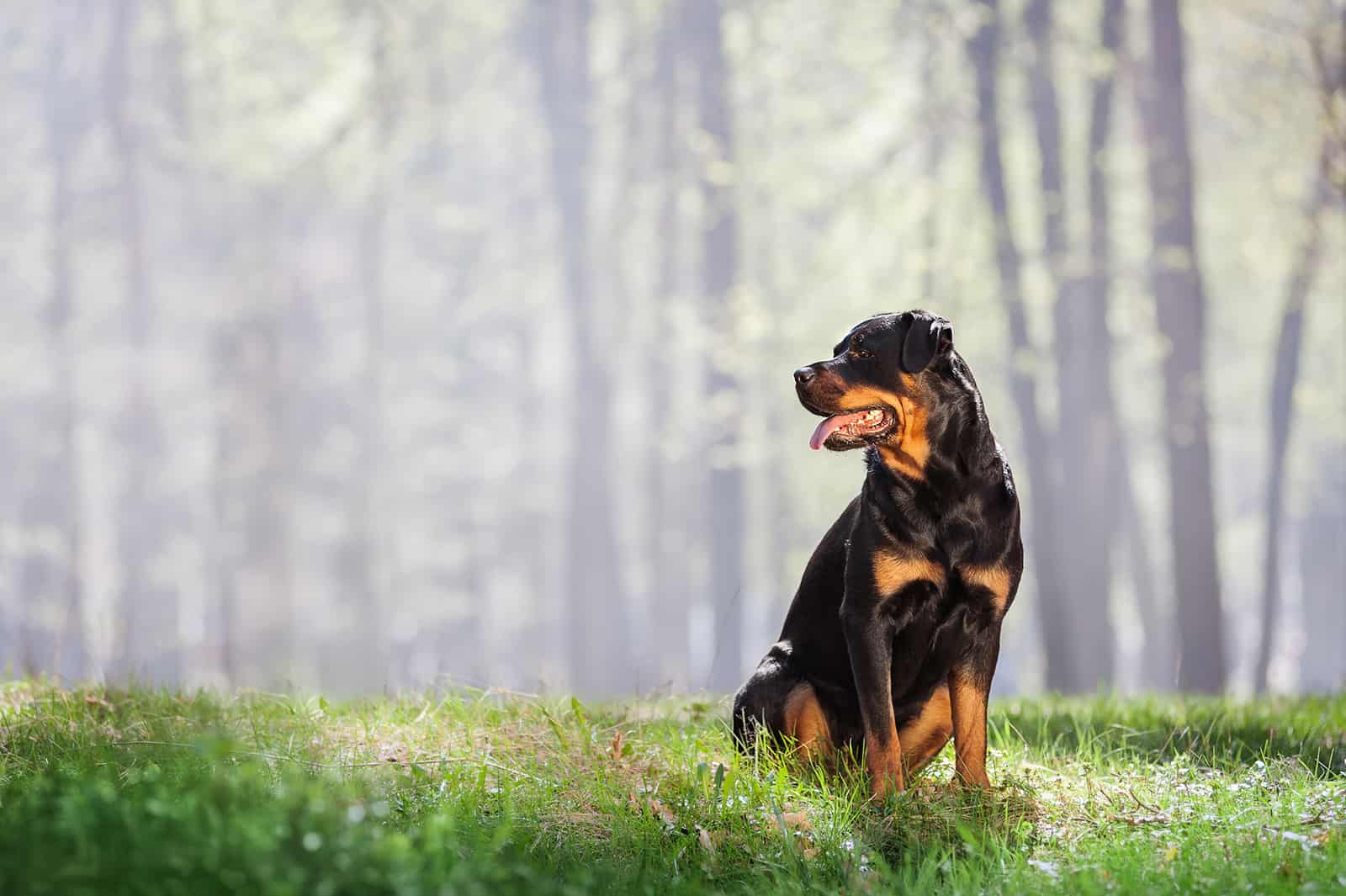 perro rottweiler sentado en el césped