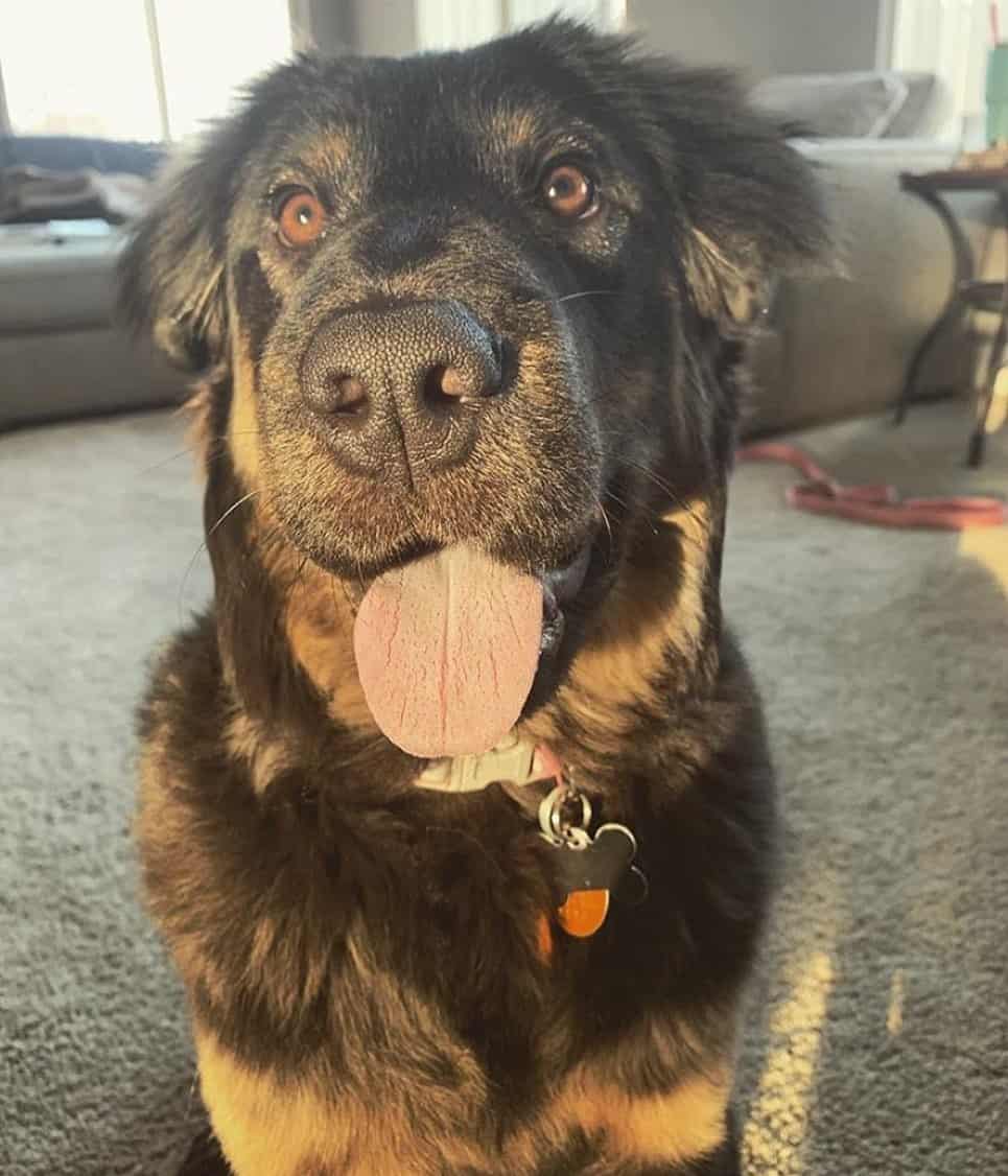 cruce de rottweiler con chow chow