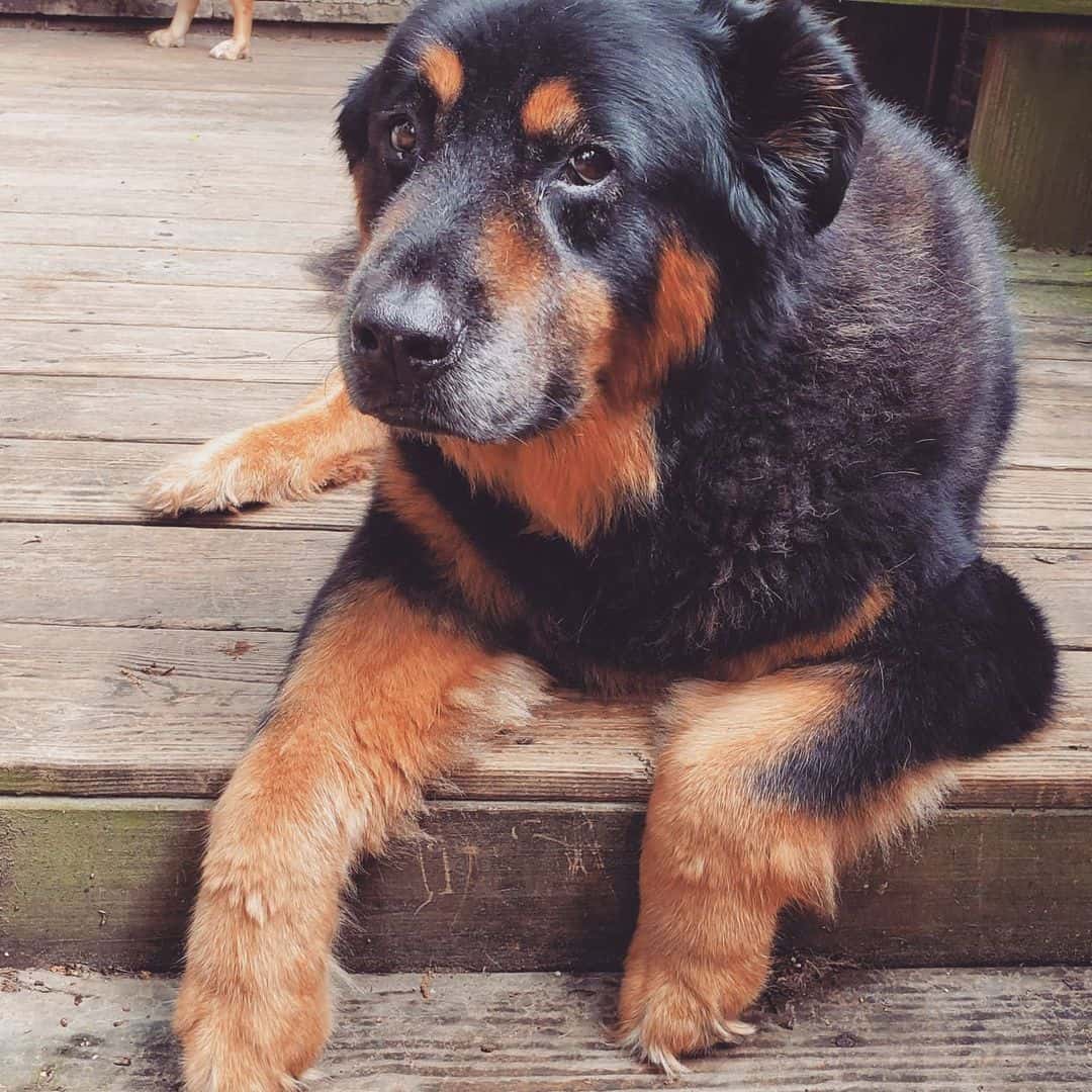 mezcla de rottweiler con chow chow