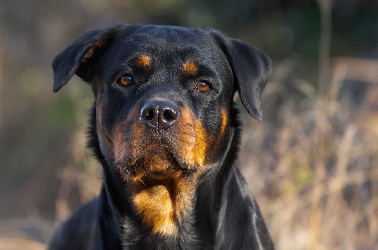 primer plano de rottweiler