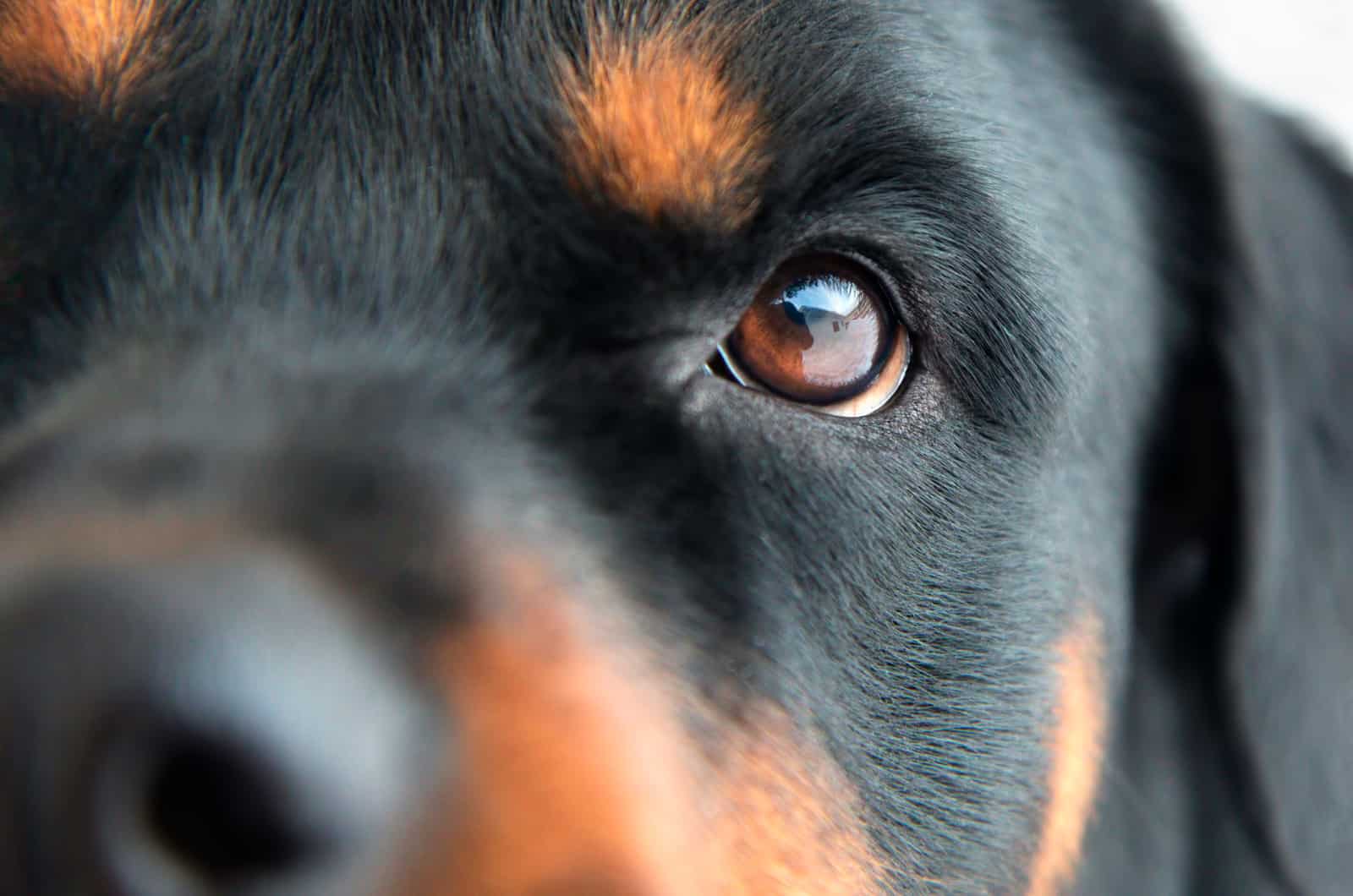 primer plano del ojo de un rottweiler