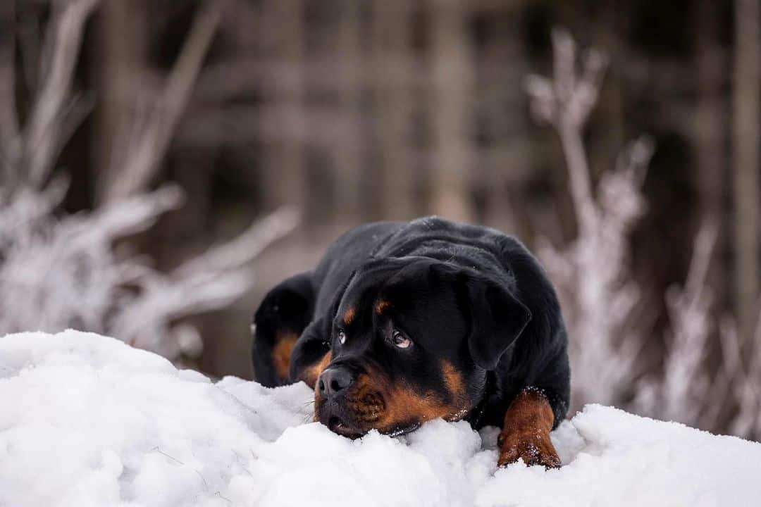 rottweiler en la nieve
