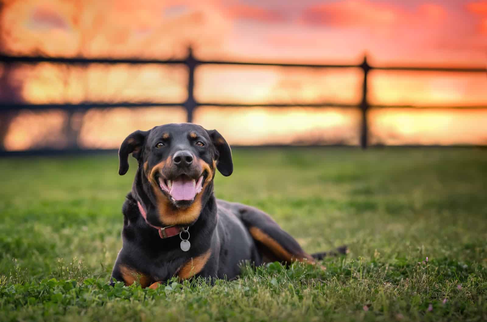 rottweiler tumbado en la hierba con atardecer